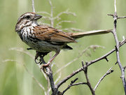4th Jul 2023 - song sparrow 