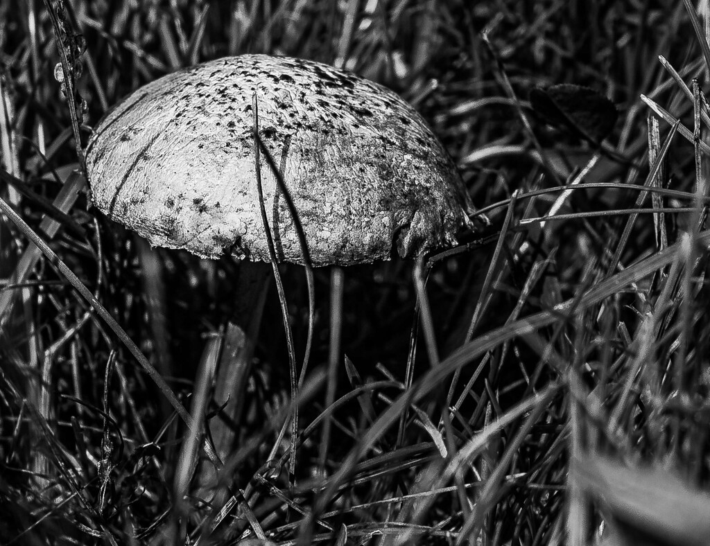 mushroom-3 by darchibald