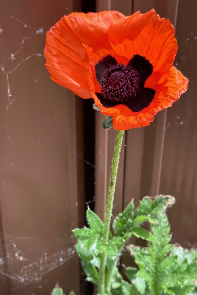 Poppy in my Garden by bizziebeeme