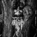 Tree Man-2 by darchibald