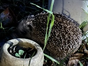4th Jul 2023 - Hedgehog in my garden