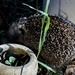 Hedgehog in my garden by bizziebeeme