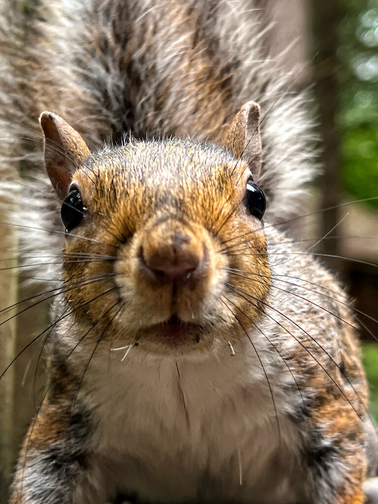 Squirrel by gaillambert
