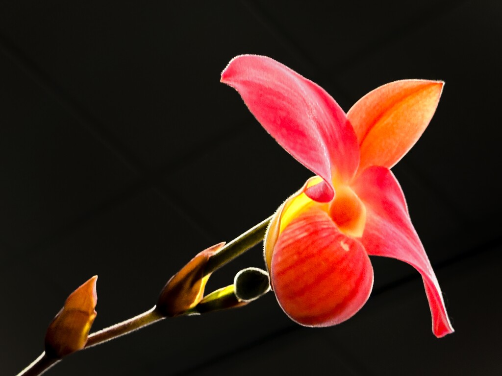 Orchid with suggested changes by shutterbug49