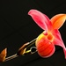 Orchid with suggested changes