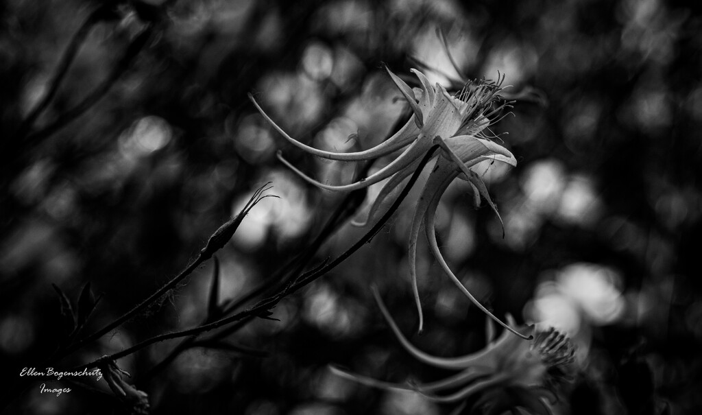 Columbine and bokeh by theredcamera