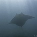 Manta ray by wh2021
