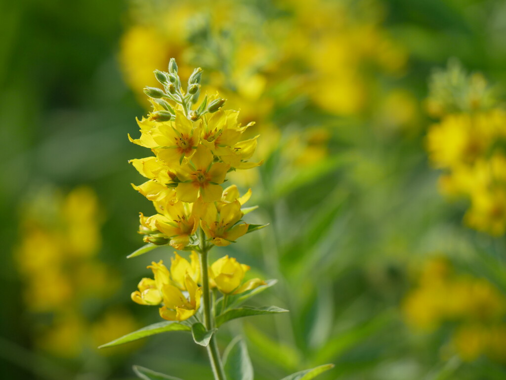 Yellow Loosestrife by ljmanning