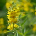 Yellow Loosestrife by ljmanning