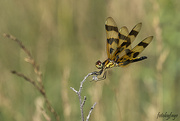 4th Jul 2023 - Halloween Pennant Dragonfly