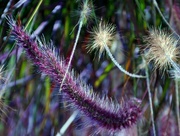 24th Nov 2012 - Purple Fountain Grass