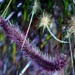 Purple Fountain Grass by ososki