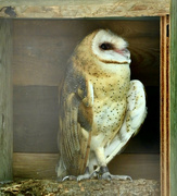 4th Jul 2023 - Peekaboo Barn Owl