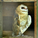 Peekaboo Barn Owl by ososki