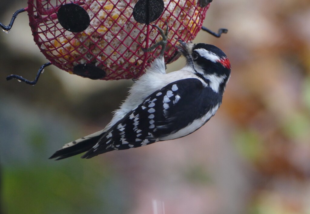 Downy Woodpecker by sunnygreenwood