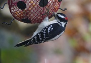 2nd Nov 2018 - Downy Woodpecker