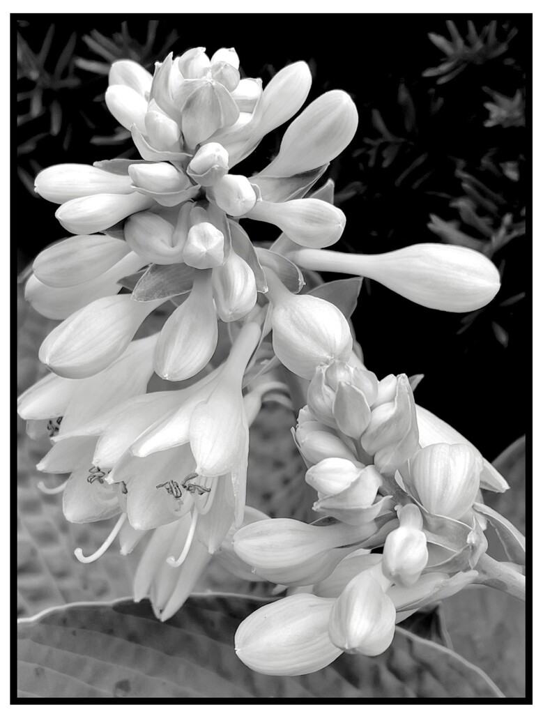 Hosta bloom in Black and White. by eahopp