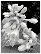 4th Jul 2023 - Hosta bloom in Black and White.