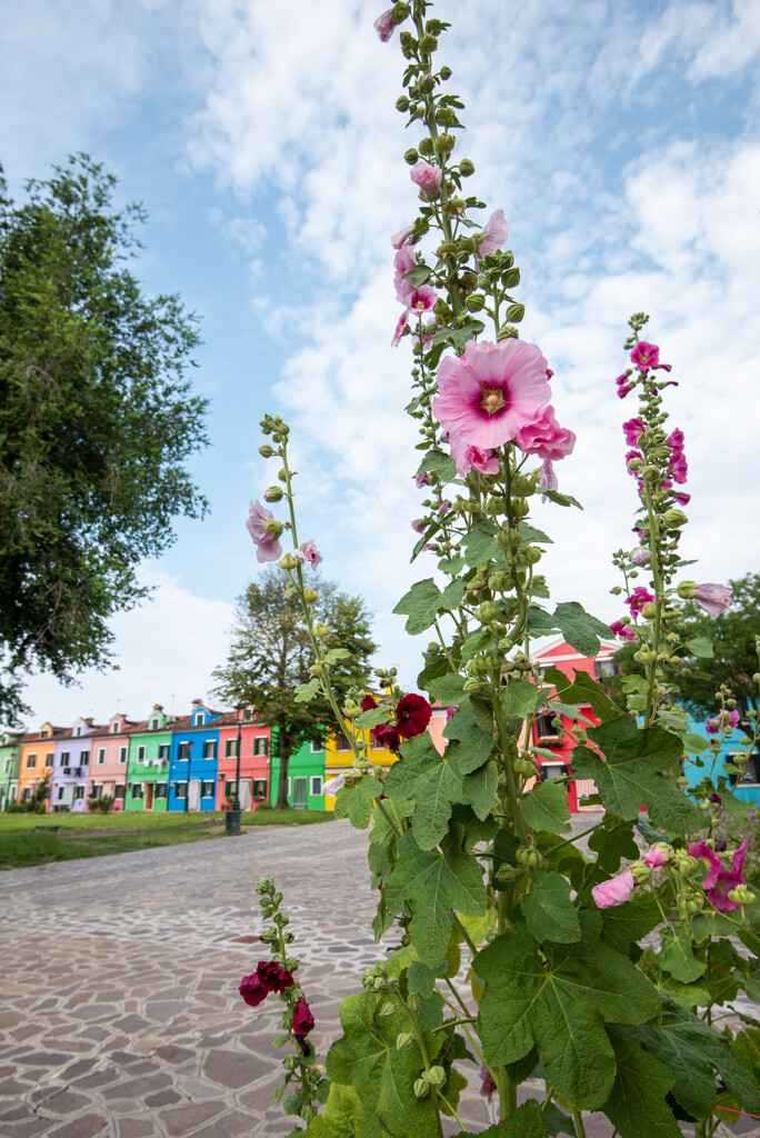 More Burano by kwind