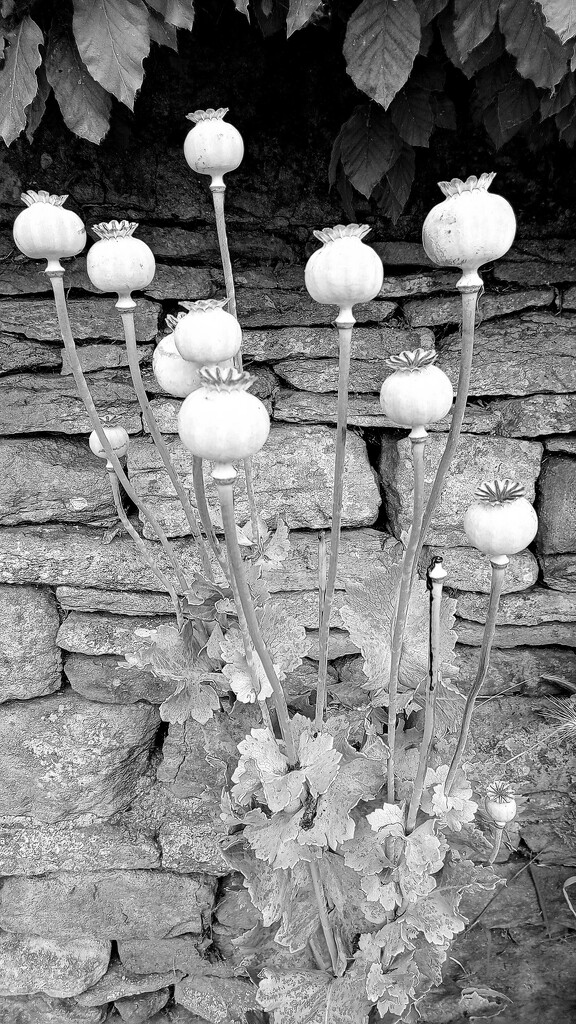 Poppy seed heads  by 365projectorgjoworboys