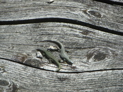 15th May 2023 - Two Lizards