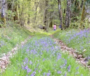 26th May 2023 - Bluebell Path