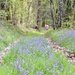 Bluebell Path by philm666