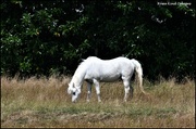 5th Jul 2023 - A rescue horse in the village