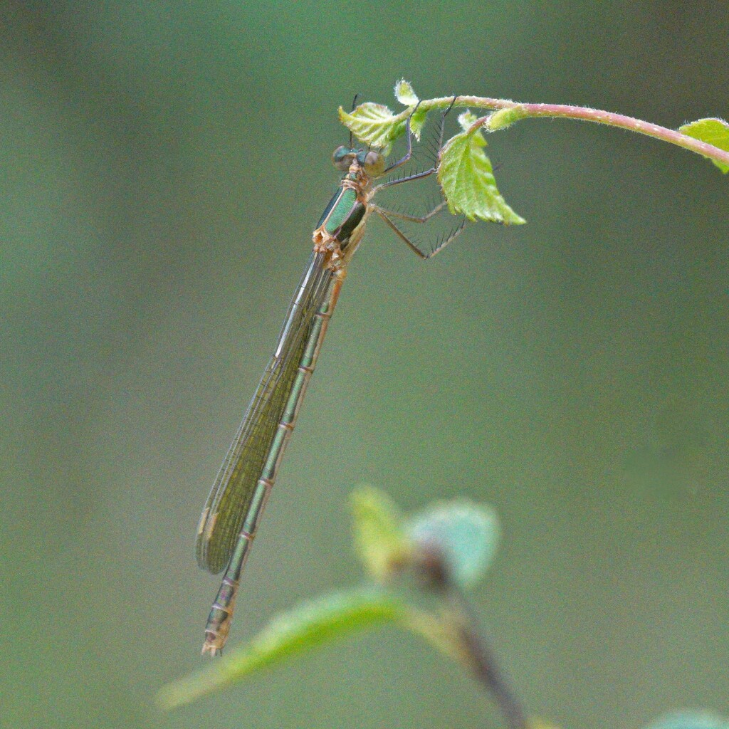 NORTHERN BLUE DAMSELFLY (female) by markp