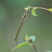 29th Jun 2023 - NORTHERN BLUE DAMSELFLY (female)