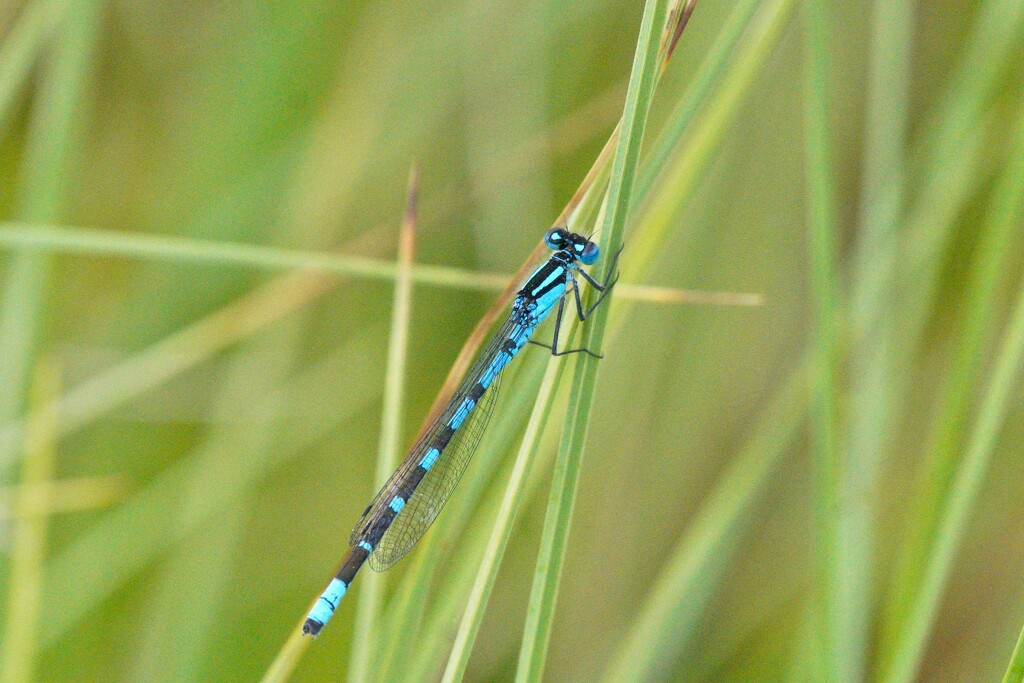 NORTHERN BLUE DAMSELFLY (male) by markp