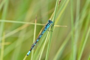 28th Jun 2023 - NORTHERN BLUE DAMSELFLY (male)