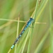 NORTHERN BLUE DAMSELFLY (male) by markp