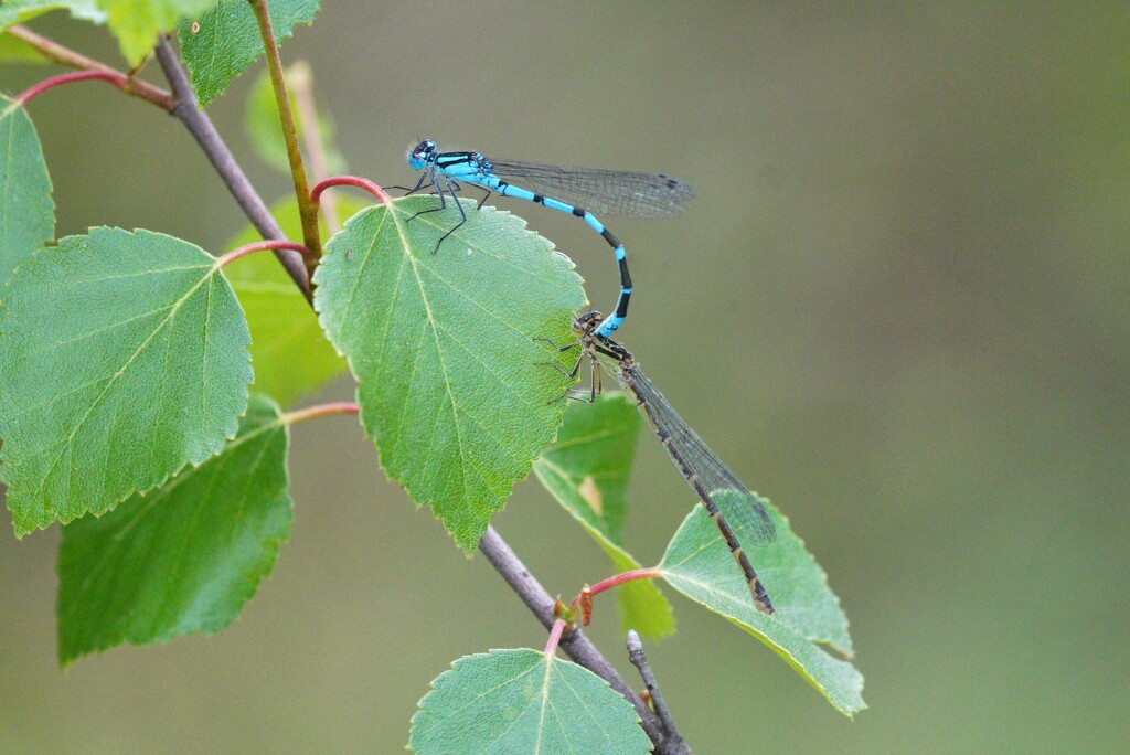 NORTHERN BLUE DAMSELFLIES (male & female) by markp