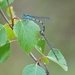 NORTHERN BLUE DAMSELFLIES (male & female) by markp