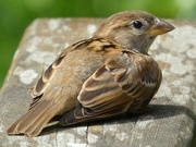 5th Jul 2023 - House Sparrow