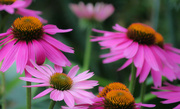 5th Jul 2023 - Coneflowers