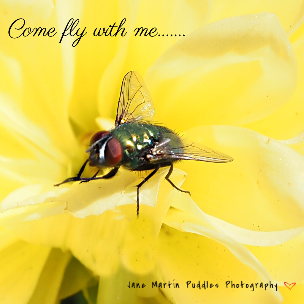 My love of flies! by janemartin
