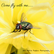 3rd Jul 2023 - My love of flies!