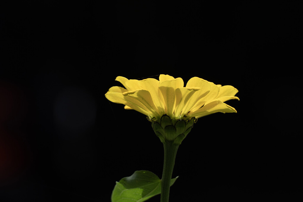 Yellow Zinnia (SOOC) by k9photo