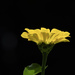 Yellow Zinnia (SOOC) by k9photo