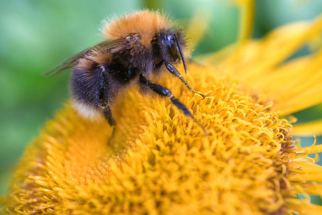 A slow moving bumble bee by okvalle