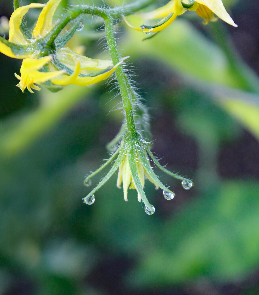 Morning Dew Drops On The Sepals by paintdipper