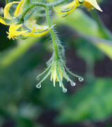 5th Jul 2023 - Morning Dew Drops On The Sepals