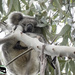 like hanging fruit by koalagardens