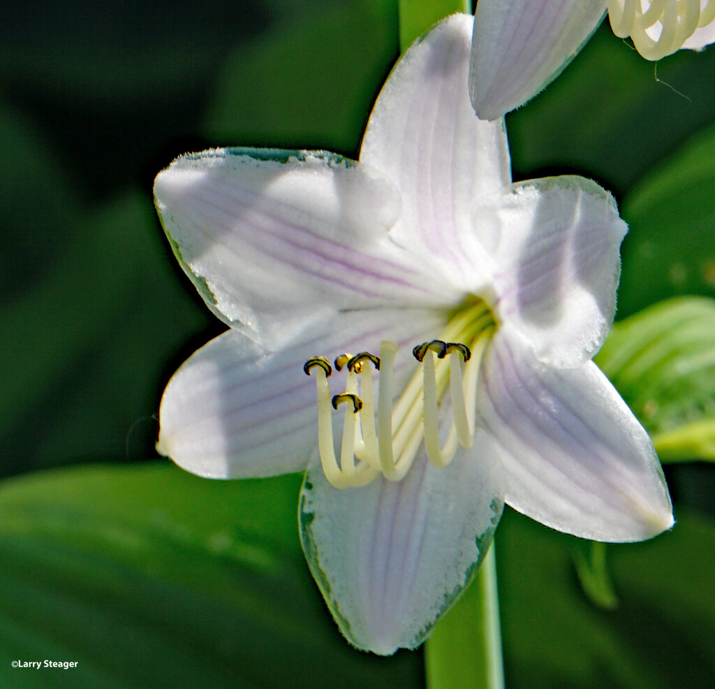Close up hosta bloom by larrysphotos