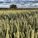 Fields of Gold (almost) by carole_sandford