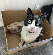 5th Jul 2023 - Cat in a box