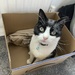 Cat in a box by bill_gk