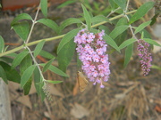 5th Jul 2023 - Butterfly on Purple Bush Flowers